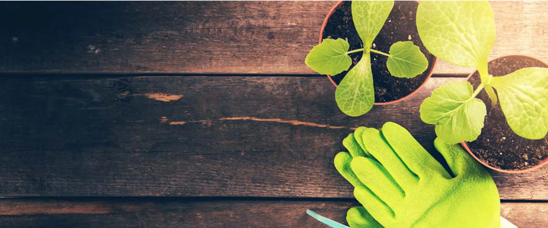 İstanbul Bahçe ve bina ilaçlama